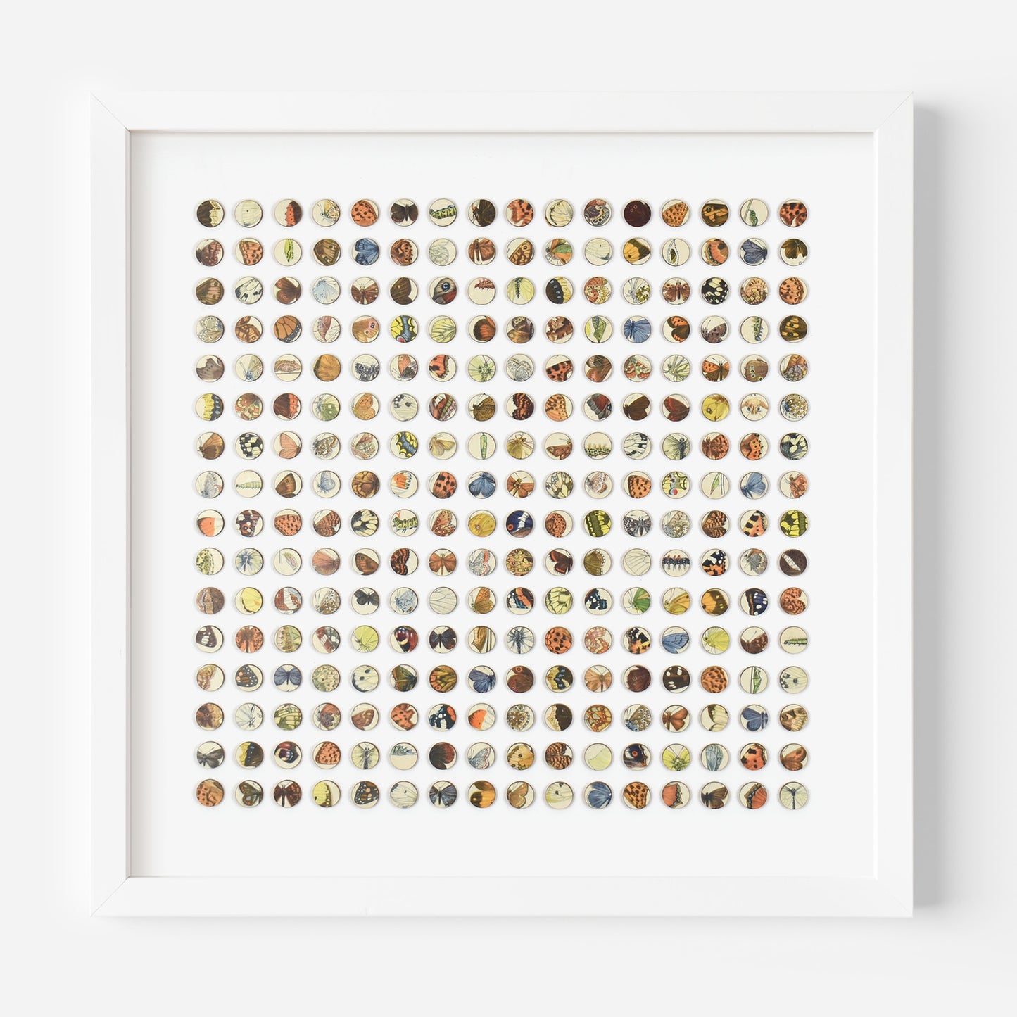 Two Hundred and Fifty Six Butterfly Dots Collage